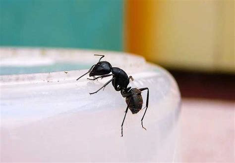 買房的流年 家裡有很多螞蟻